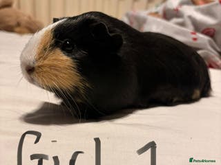 Guinea Pig rodents Guinea Pigs for sale - Advert 20