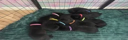 Labrador Retriever dogs for sale: 🖤 KC REGISTERED BLACK LABRADOR PUPPIES 🖤 - Advert 4