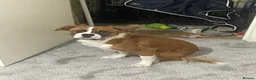 Mixed Breed dogs for sale: puppy in Glasgow - Advert 2