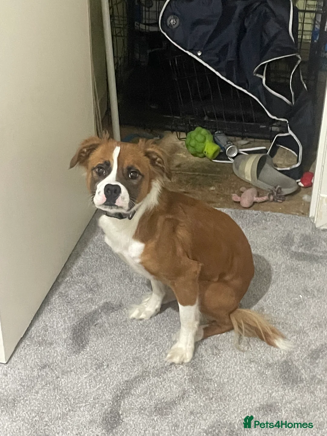 Mixed Breed dogs for sale: puppy in Glasgow - Advert 2