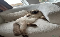 Mixed Breed cats for sale: 2 beautiful ragfolds looking for a loving home  - Image 2