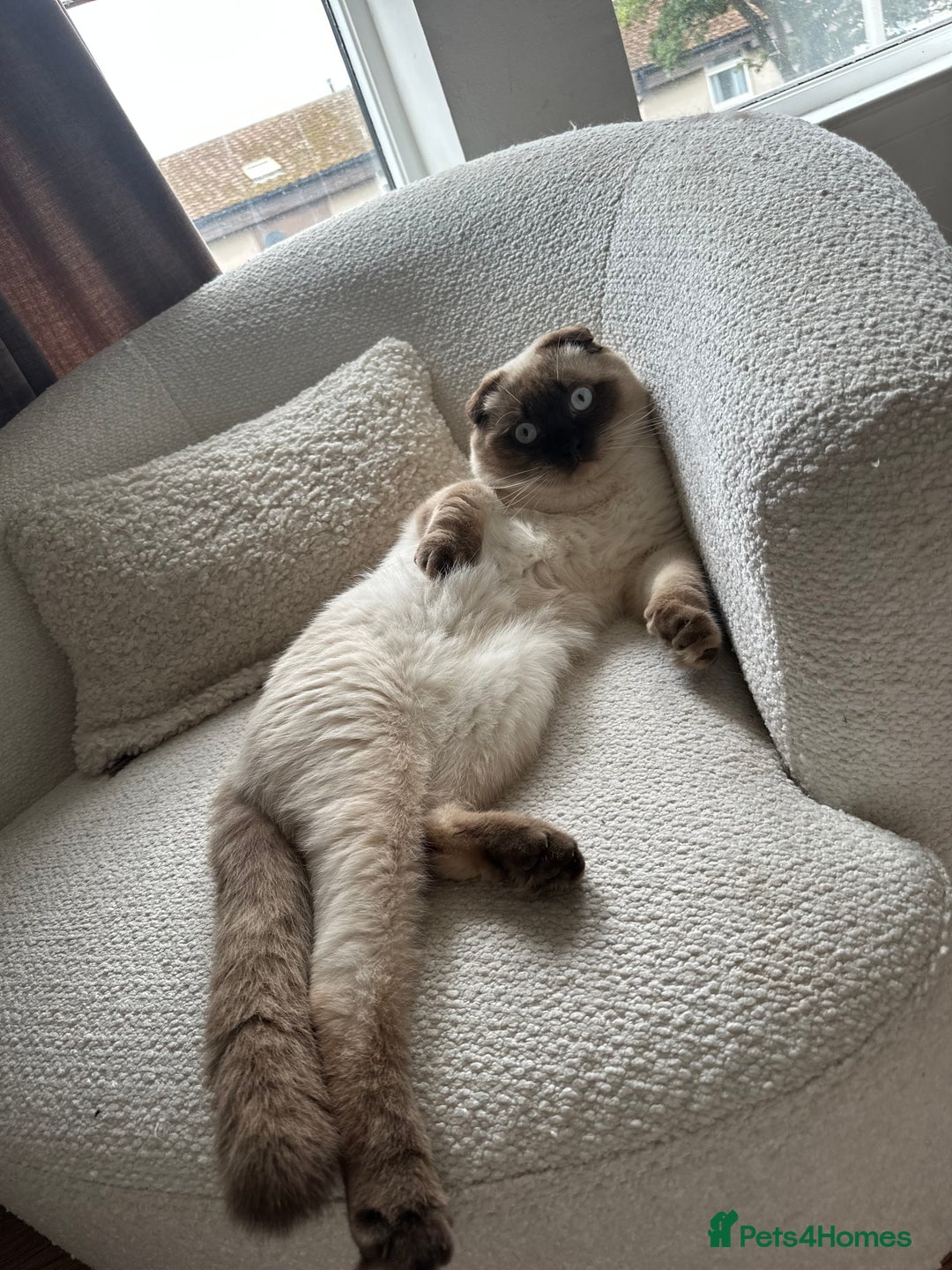 Mixed Breed cats for sale: 2 beautiful ragfolds looking for a loving home  - Image 2