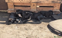 Mixed Breed dogs for sale: Lovely springer spaniel/Staffordshire bull terrier - Image 2