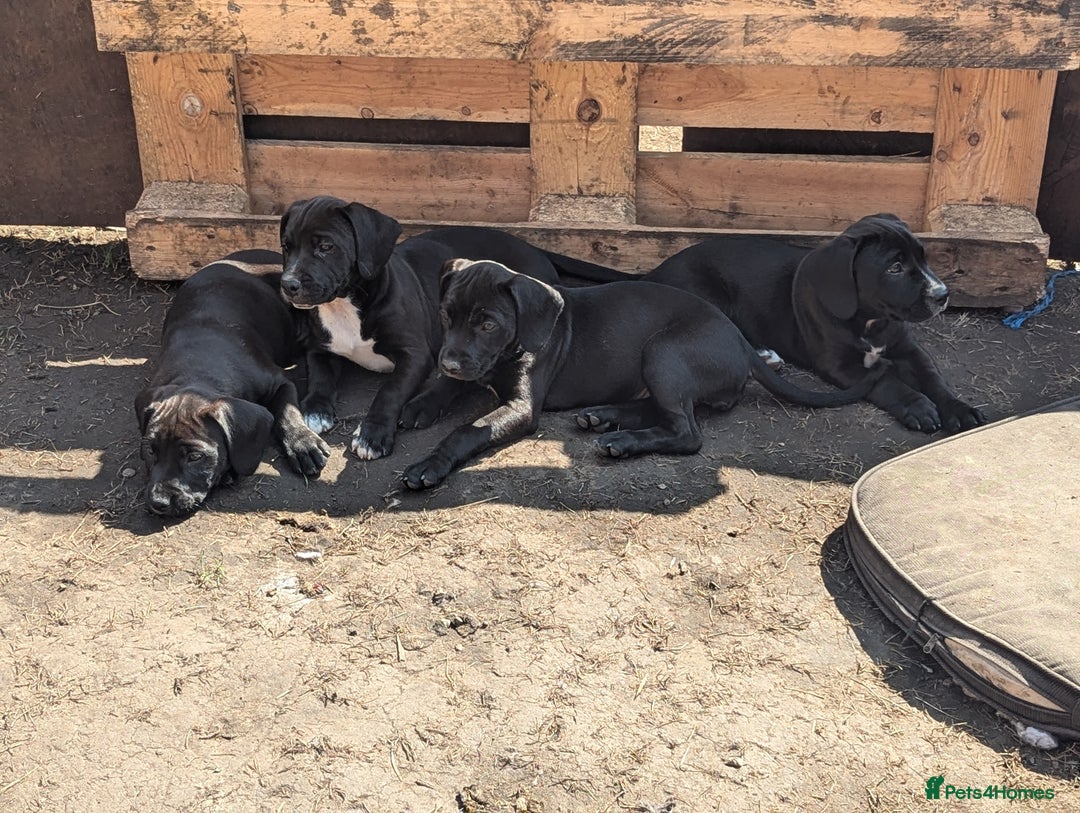 Mixed Breed dogs for sale: Lovely springer spaniel/Staffordshire bull terrier - Image 2