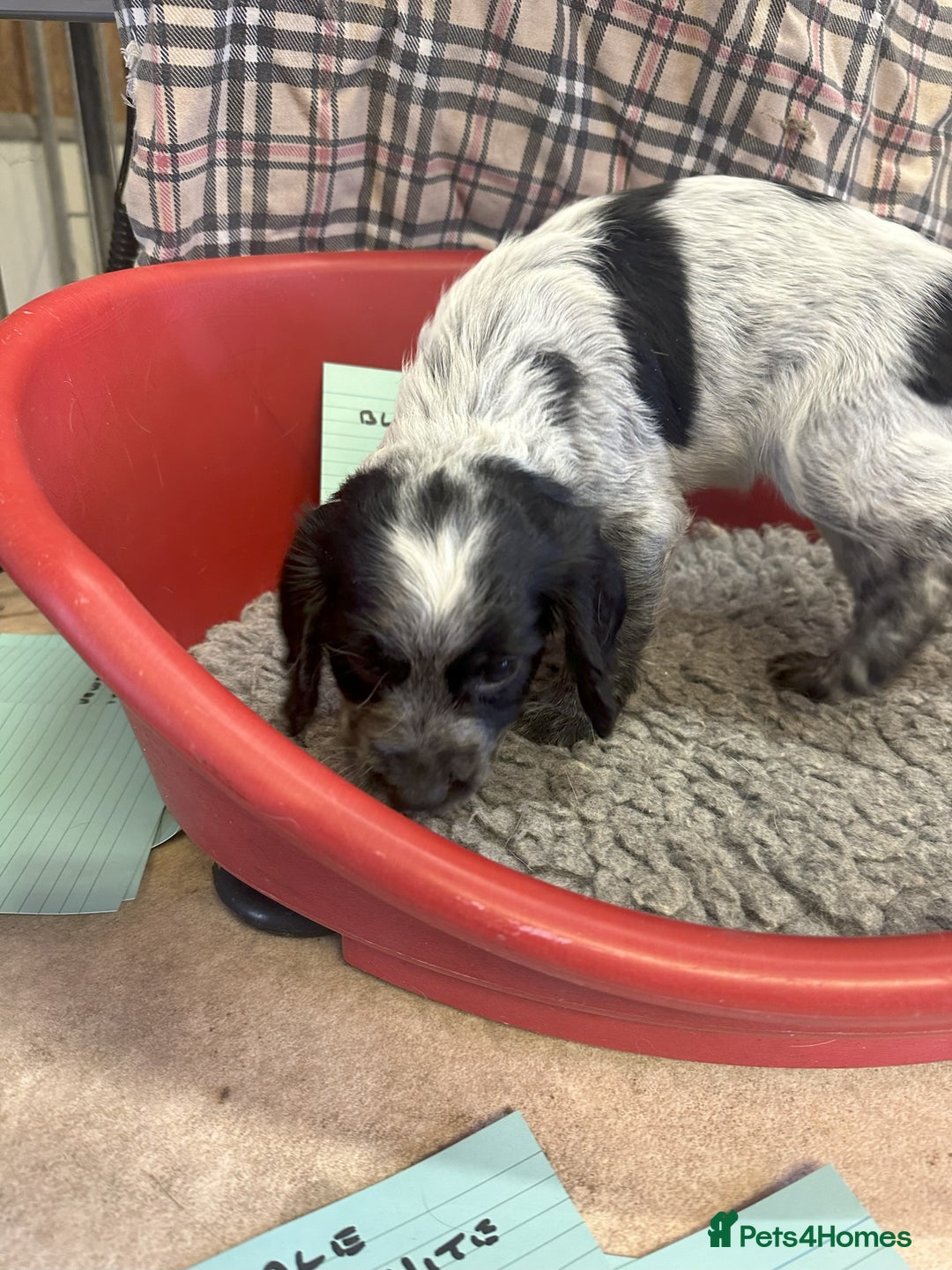 Cocker Spaniel dogs for sale: Two cocker spaniel litters for sale - Image 22