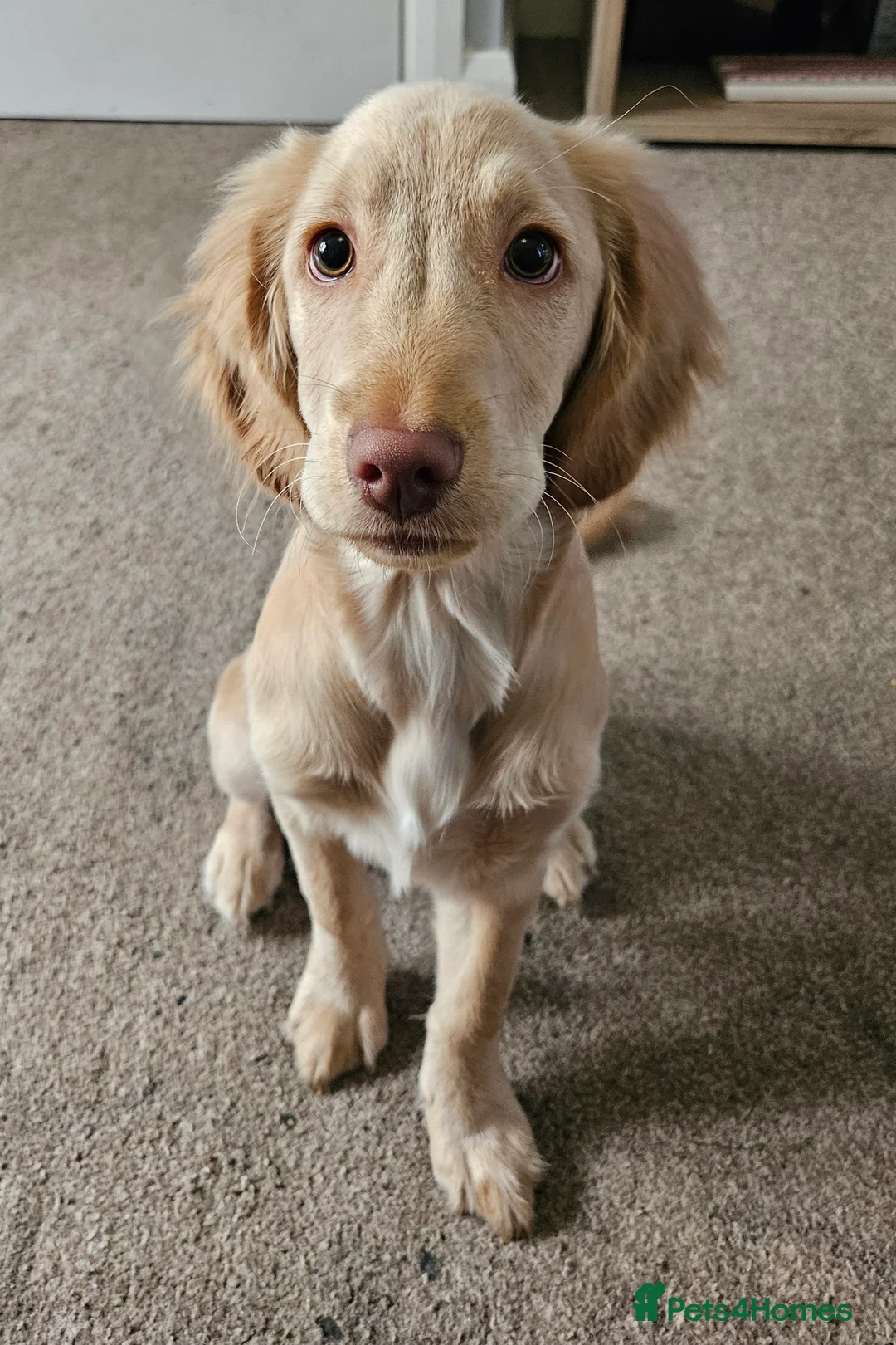 Mixed Breed dogs for sale: Beautiful loving Cocker Spaniel/Retriever - Advert 2