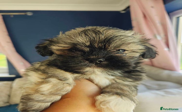 Lhasa Apso dogs - Advert 3