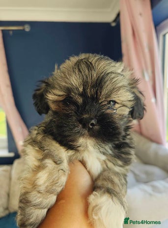 Lhasa Apso dogs - Advert 3