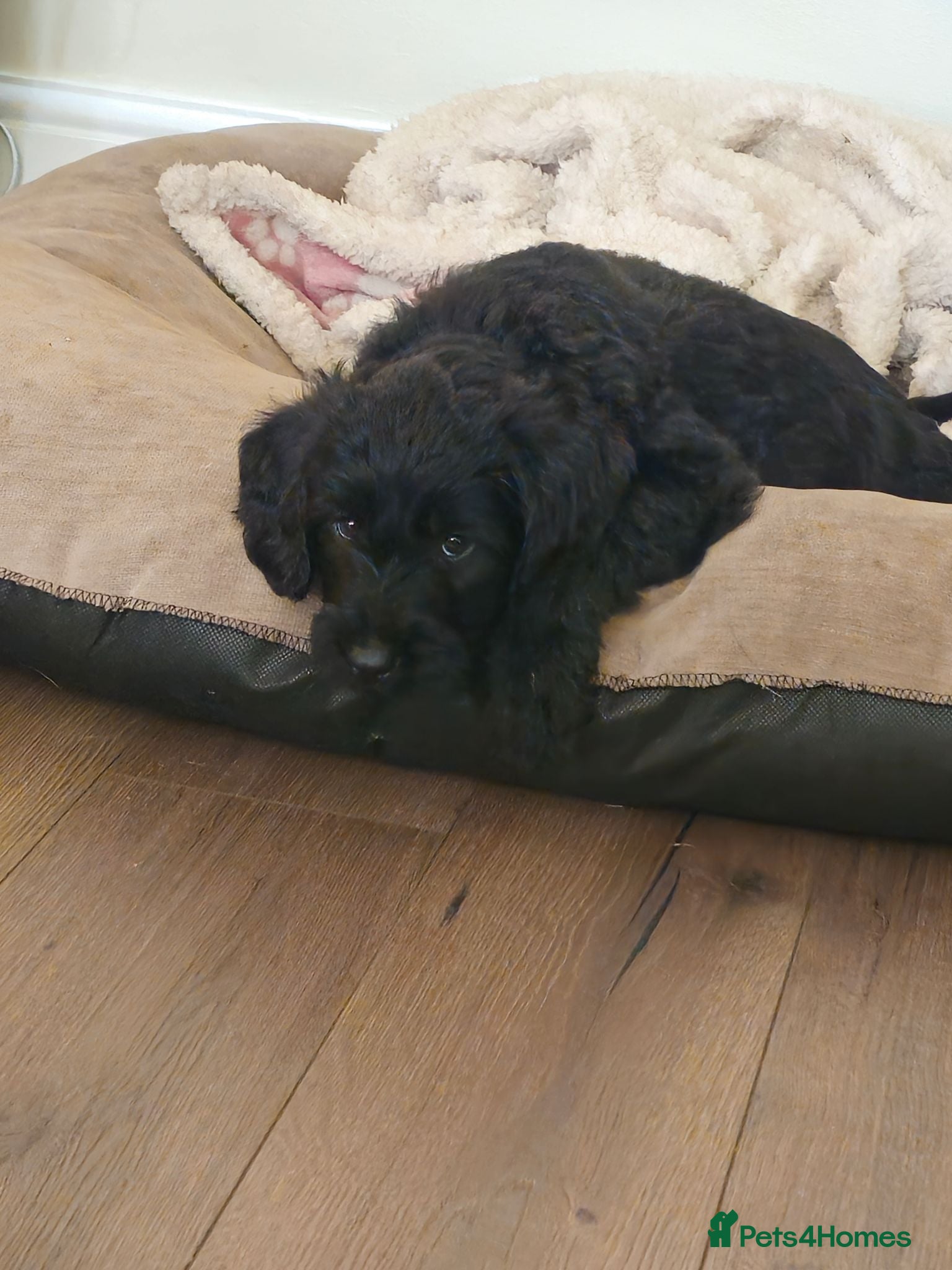 Labradoodle dogs Miniature labradoodle ready to leave now - Advert 2