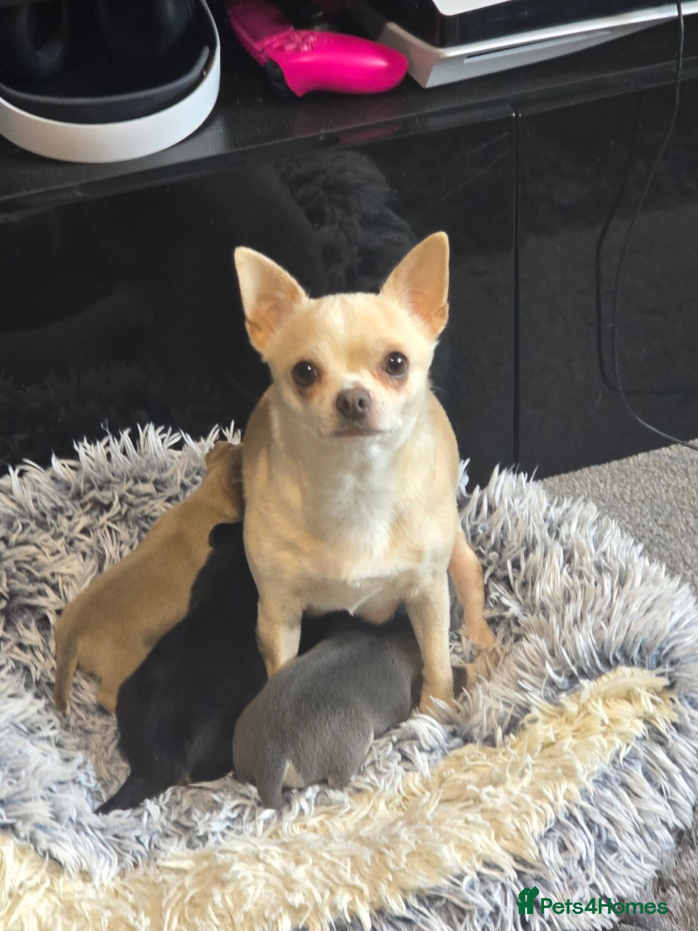 Chihuahua dogs Beautiful Applehead Chihuuas - Advert 6