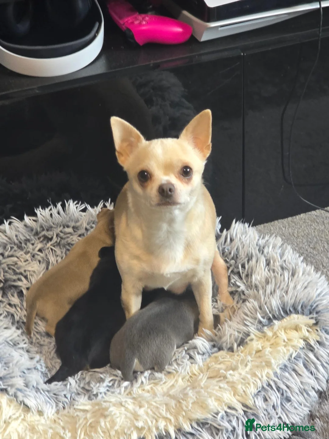 Chihuahua dogs for sale: Beautiful Applehead Chihuuas - Advert 1