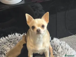 Chihuahua dogs Beautiful Applehead Chihuuas - Advert 1