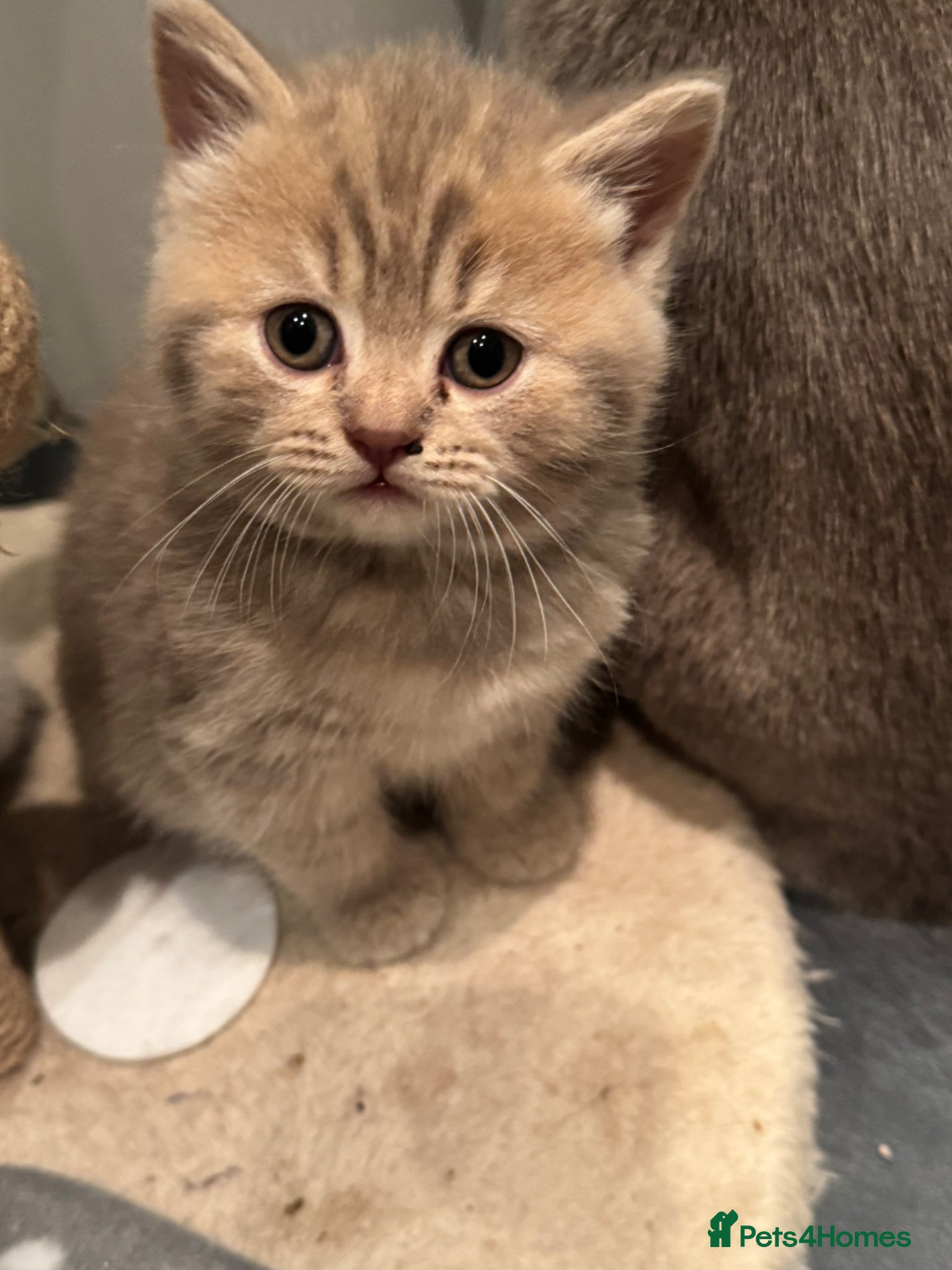 British Shorthair cats for sale: BSH 2 FEMALES LEFT READY NOW  - Advert 3