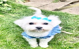 Maltese dogs for sale: ✨ Exquisite Maltese Puppies Available✨ - Advert 17