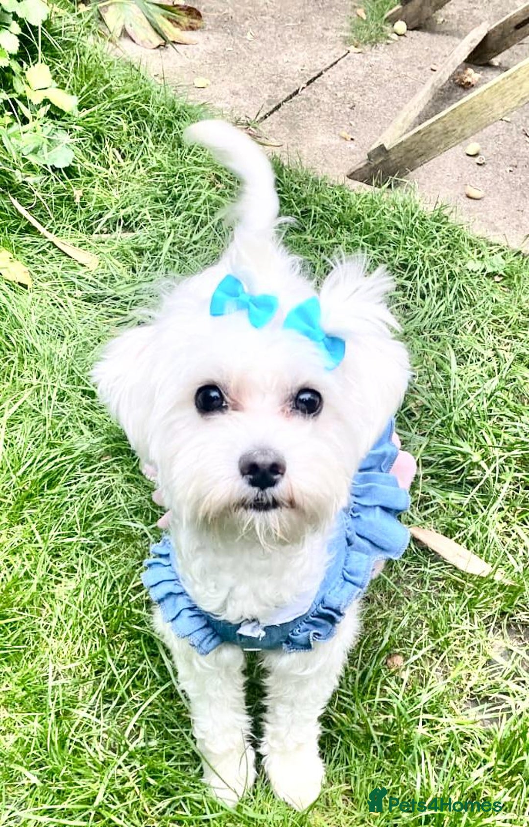 Maltese dogs for sale: ✨ Exquisite Maltese Puppies Available✨ - Advert 17