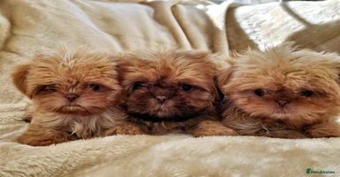 Shih Tzu dogs - Advert 5