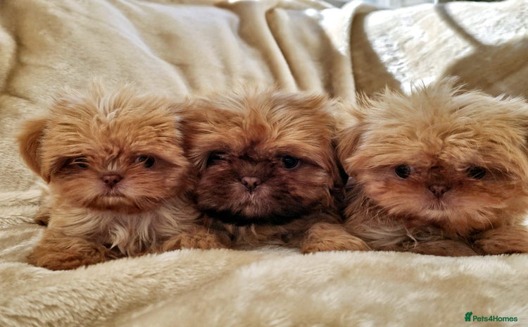 Shih Tzu dogs - Advert 8