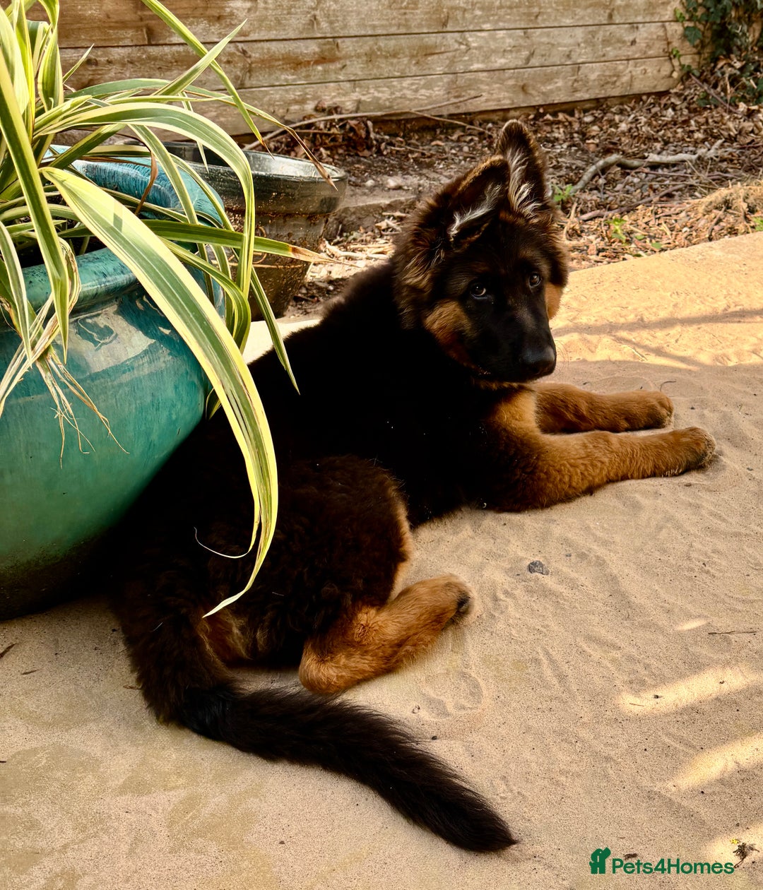 German Shepherd dogs for sale: Outstanding -KC registered male German shepherd  - Advert 4