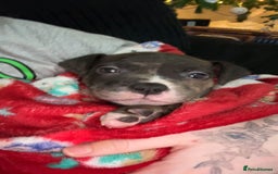 Mixed Breed dogs for sale: Roxie 9weeks old staffy x bandog  - Advert 1