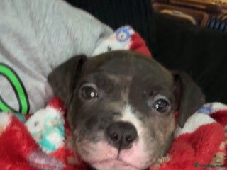 Mixed Breed dogs Roxie 9weeks old staffy x bandog - Advert 1