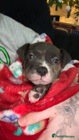 Mixed Breed dogs Roxie 9weeks old staffy x bandog - Advert 10