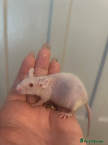 Mouse rodents for sale - Advert 4