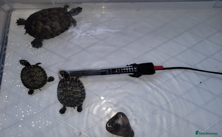 Turtle reptiles - Advert 1