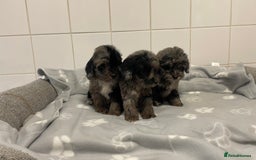Cockapoo dogs for sale: Beautiful merle puppy’s available  - Image 8