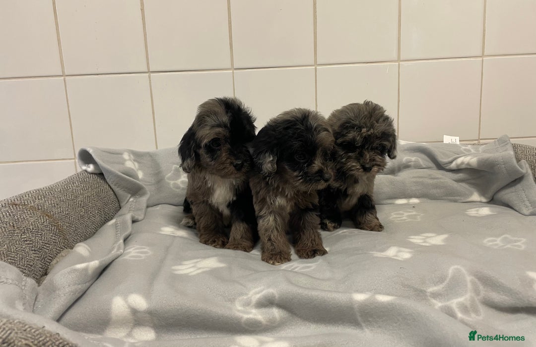 Cockapoo dogs for sale: Beautiful merle puppy’s available  - Image 8