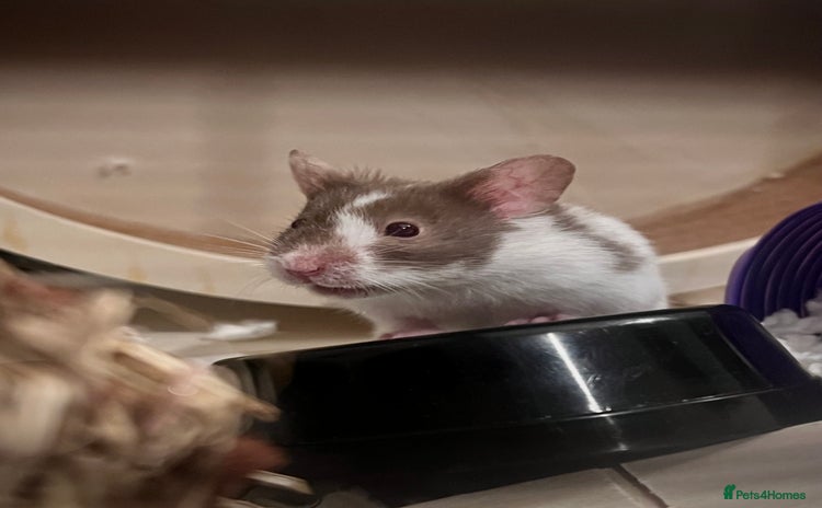 Hamster rodents - Advert 1