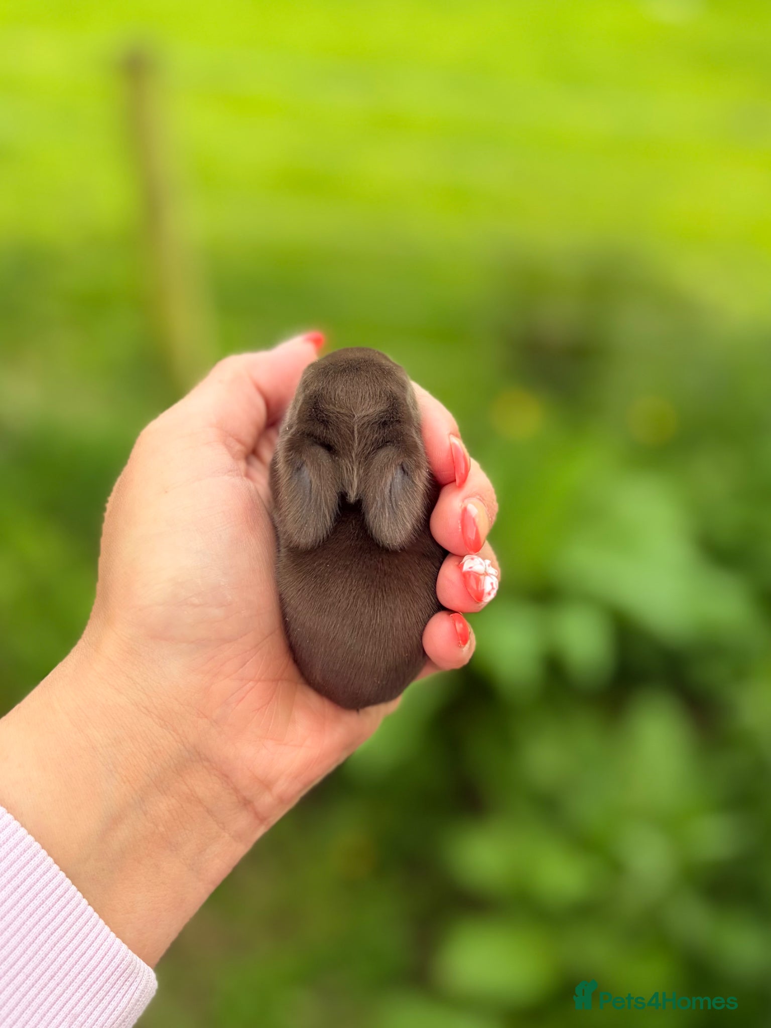 Mini Lop rabbits Friendly Mini Lops - Advert 2