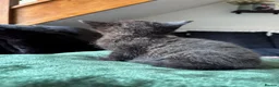 Mixed Breed cats for sale: Kittens For Sale - Advert 7