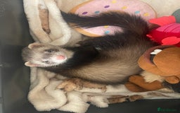 Ferret rodents for sale: Two male ferrets need gone asap! - Image 4