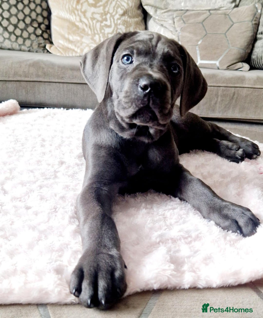 Cane Corso dogs for sale: Stunning cane corso puppies £800  - Image 3