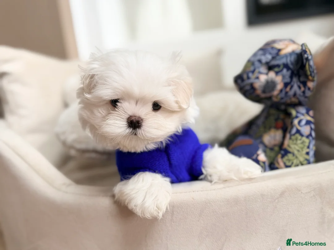 Maltese dogs for sale: Bambelina Full Korean Bloodline Maltese - Advert 10
