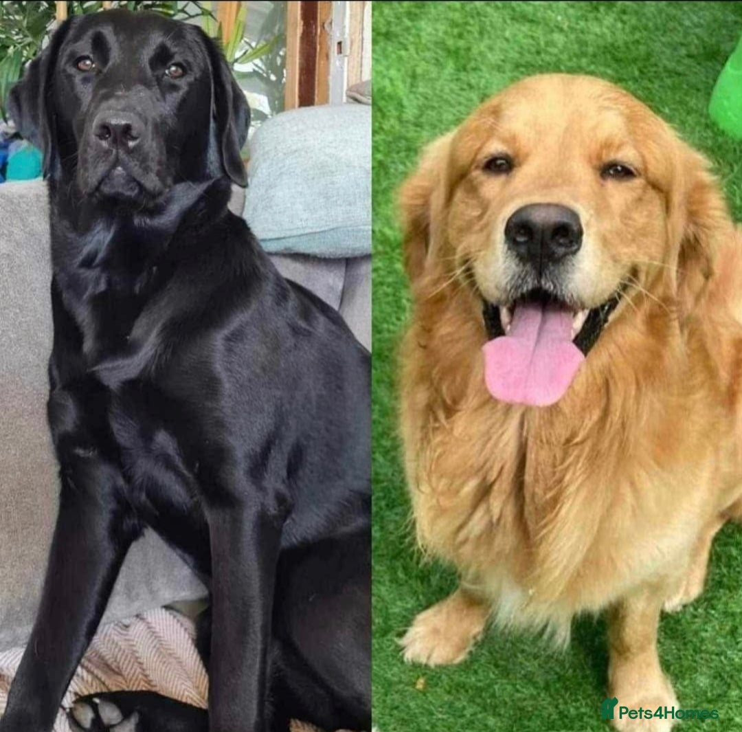 Goldador dogs for sale: Upcoming litter of beautiful F1B Goldadors - Image 1