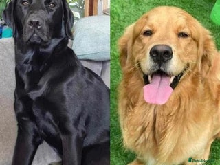 Goldador dogs - Advert 14