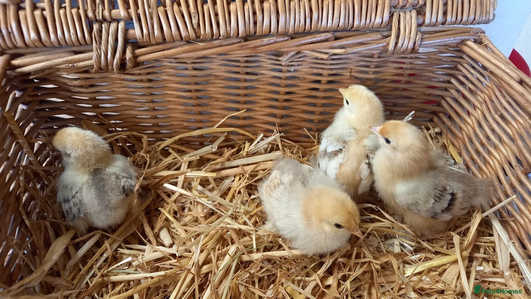 Chickens poultry for sale: Unsexed Mille Fleur Pekin Chicks For Sale  - Image 3