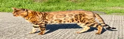 Bengal cats for sale: Stunning Bengals with European Champion father!  - Advert 20