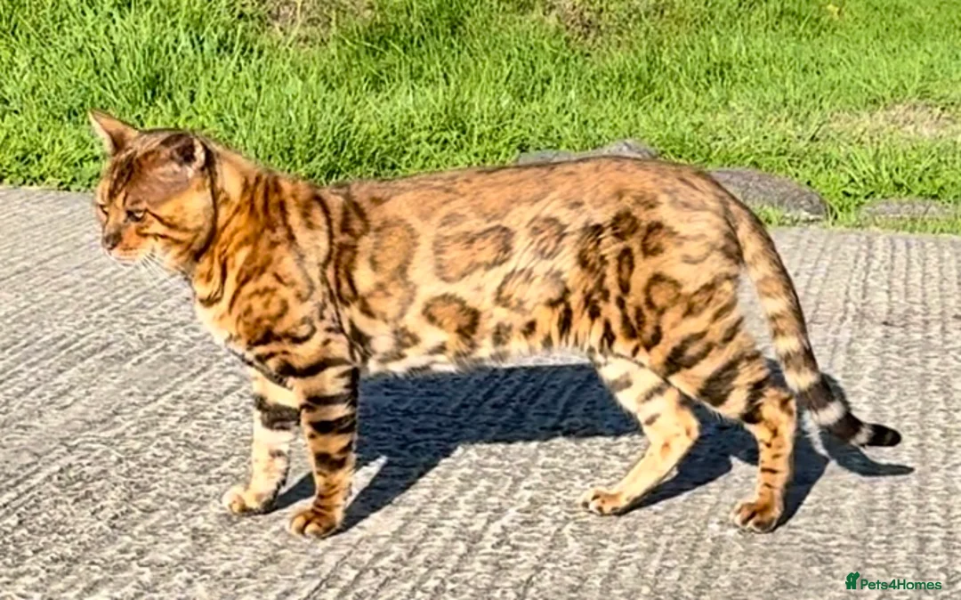 Bengal cats for sale: Stunning Bengals with European Champion father!  - Advert 20
