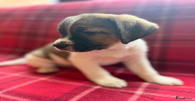 Mixed Breed dogs Beagles ready now  - Advert 5