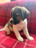 Mixed Breed dogs Beagles ready now - Advert 5