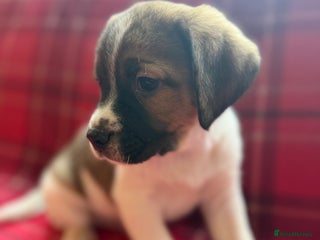 Mixed Breed dogs Beagle litter - Advert 14