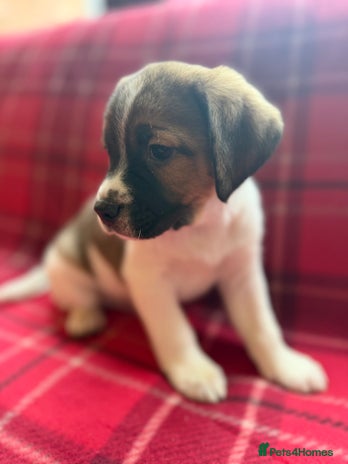 Mixed Breed dogs Beagle litter - Advert 5