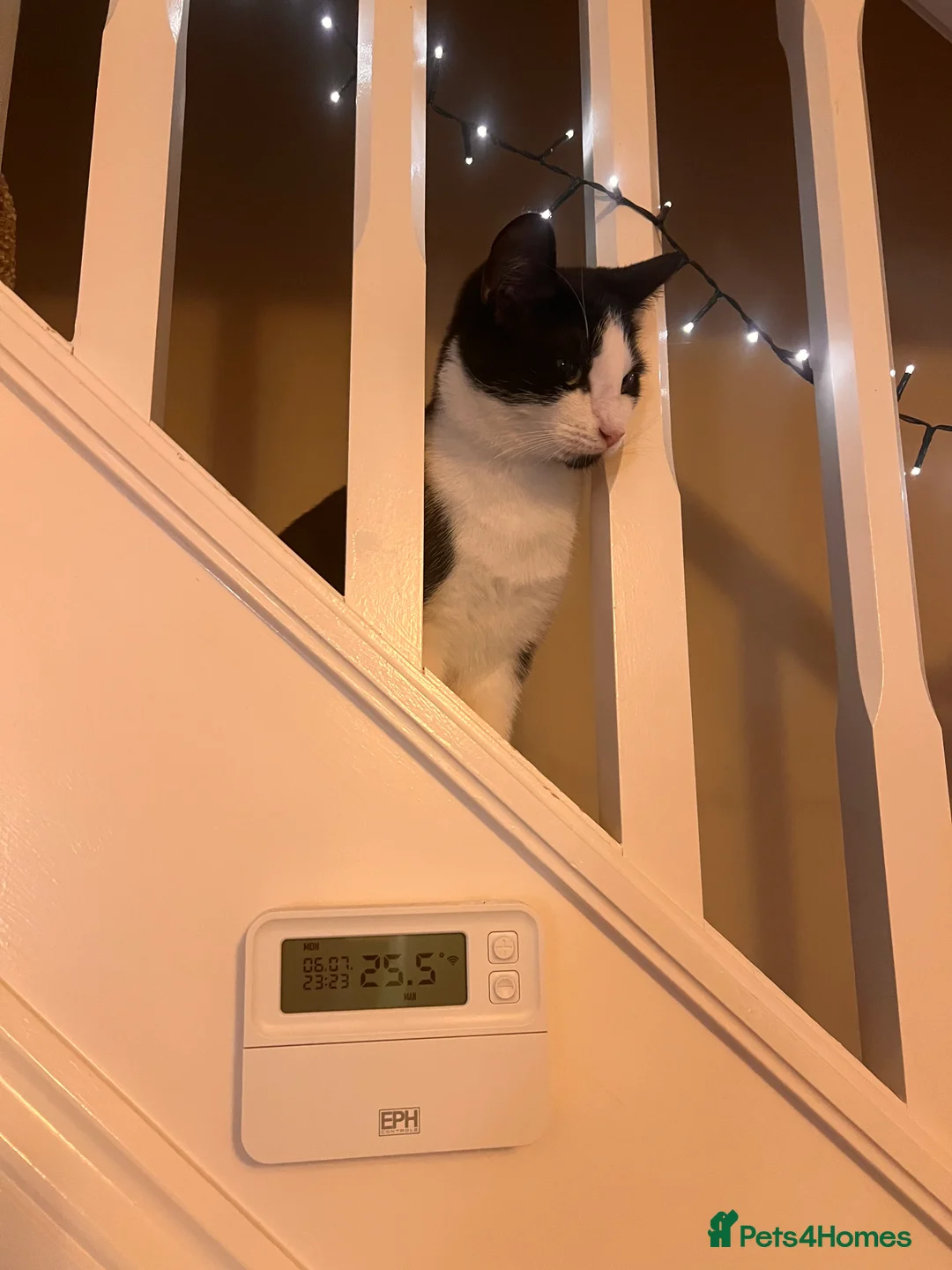 Domestic Shorthair cats for sale: Tabby Cat - Advert 6