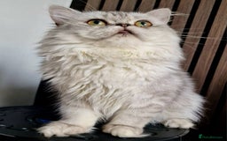 Persian cats for sale: A boy left 💙 - Image 4