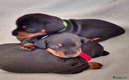 Miniature Dachshund dogs for sale: Beautiful black & tan miniature Dachshund puppies - Image 17
