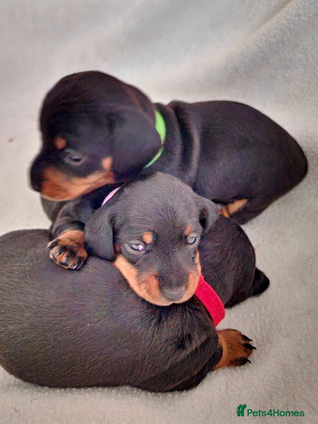 Miniature Dachshund dogs for sale: Beautiful black & tan miniature Dachshund puppies - Image 17