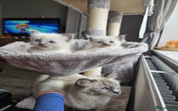 Ragdoll cats for sale: Blue mitted ragdoll kittens  - Image 3