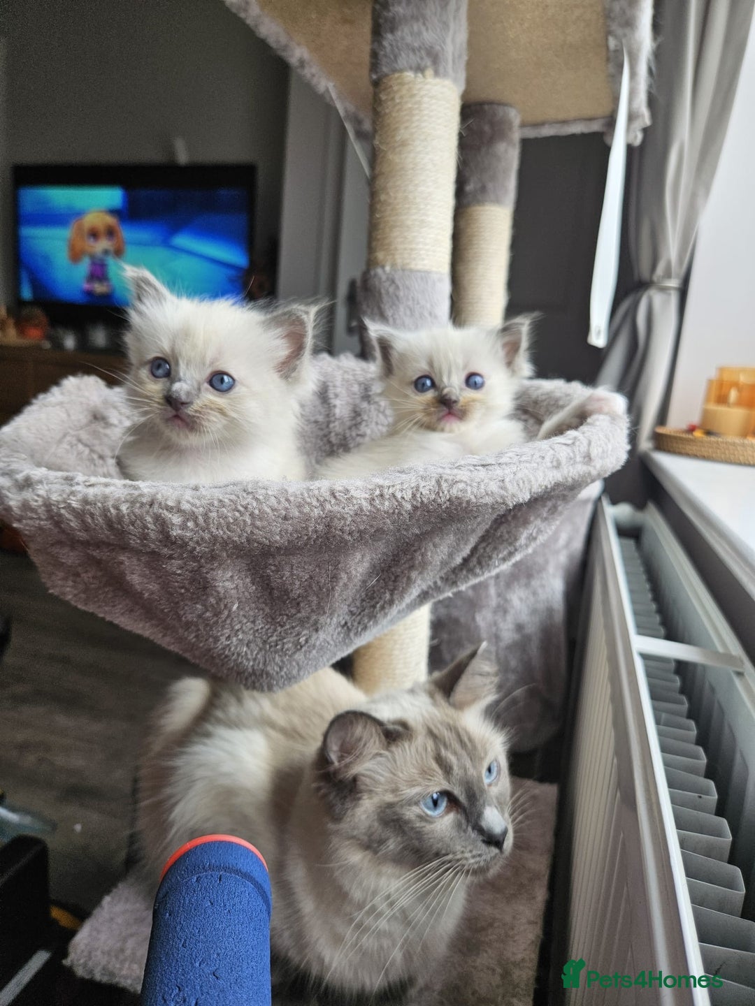 Ragdoll cats for sale: Blue mitted ragdoll kittens  - Image 3